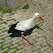Afbeelding 013