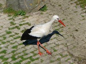 Afbeelding 013