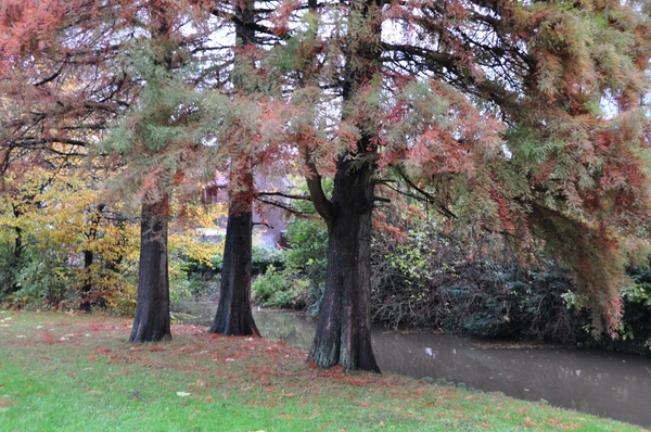 003 HERFST GLORIE....