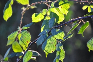 050
