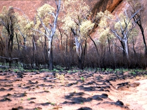 AyersRock17