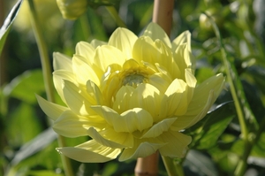 Parkbloemen-Lay-Nah (10)