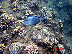 Egypte - Marsa Alam - 2009 066