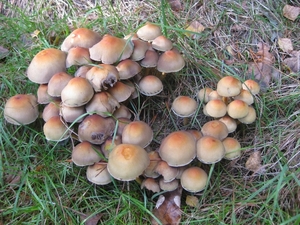 20091010 natuur