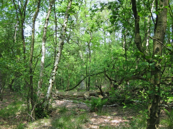 20100528 cacheplaats in Achel