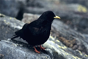 Grossglockner Hochalpenstrasse