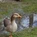 DSC_0296 (800 x 532)