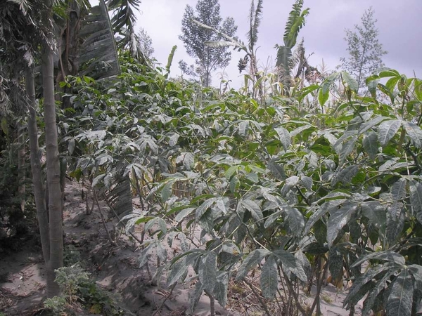 PB183094