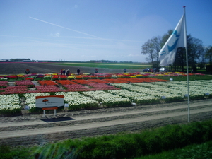 Bloembollenvelden bij Emmeloord