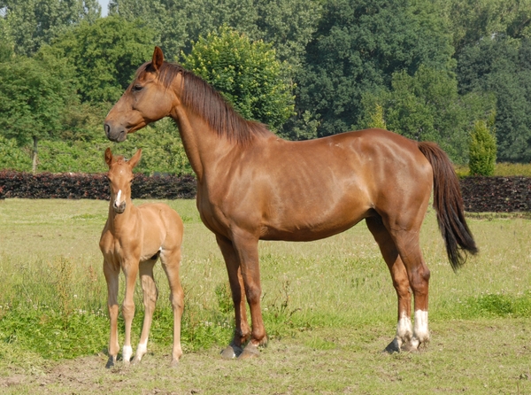 Paard met veulen