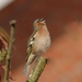 Vink