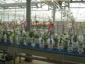 Maarel orchids 4