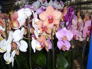 Maarel orchids 7