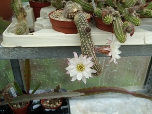 Piltz in Duren 11