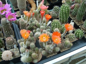 Piltz in Duren 12