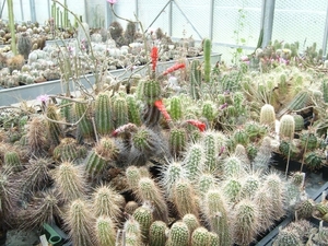 Piltz in Duren 13