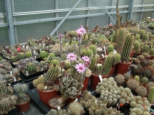 Piltz in Duren 21