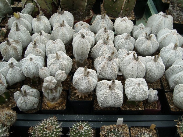 Piltz in Duren 24