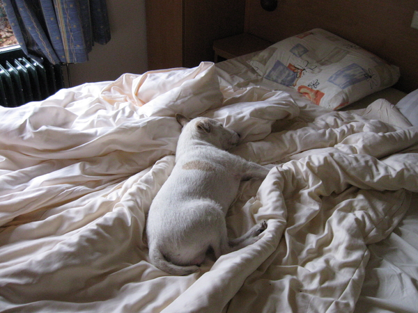 Daar is Spikey, sneeky op het bed