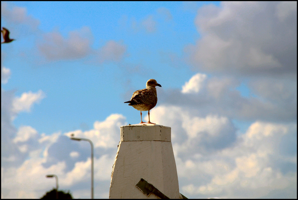 Texel IMG_1059