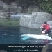 witte beluga walvis