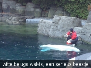 witte beluga walvis