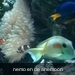 nemo en de anemoon