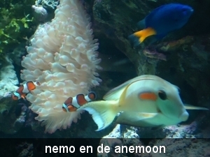 nemo en de anemoon