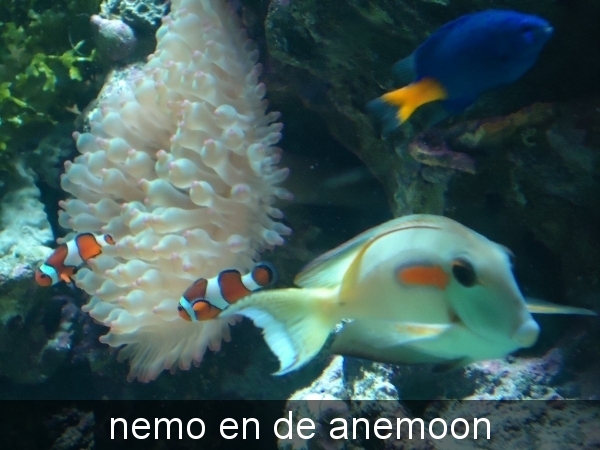 nemo en de anemoon