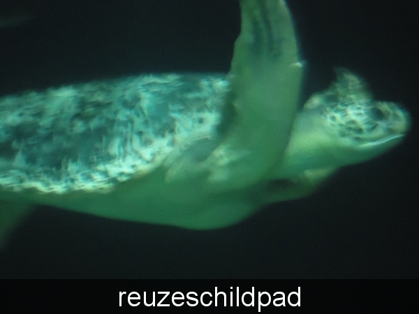 reuzeschildpad