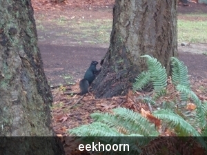 eekhoorn