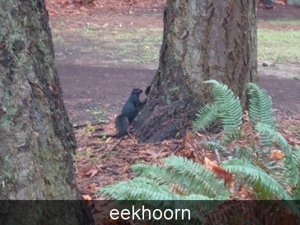 eekhoorn