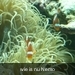 wie is nu Nemo ?