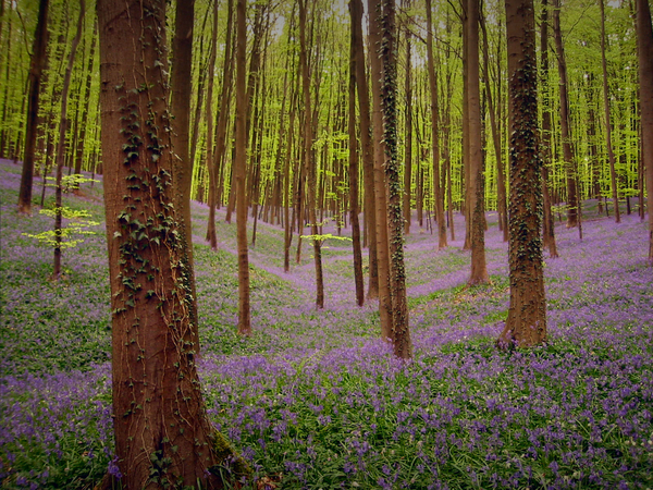 tapijt van boshyacint 073b