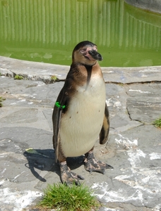 Pinguin