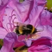 Hommel