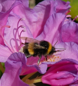 Hommel