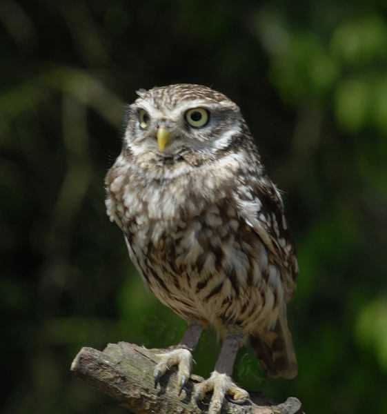 Roofvogels