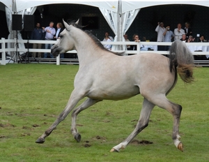 Elran Arabian Cup 051