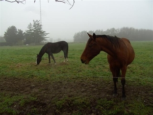 (002)20101121.Zwijnaarde  paardjes in de mist