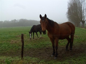 (005)20101121.Zwijnaarde