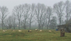 (009)20101121.Zwijnaarde  (detail)