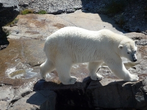 8b Saint-Felicien _wilde zoo  _P1010513