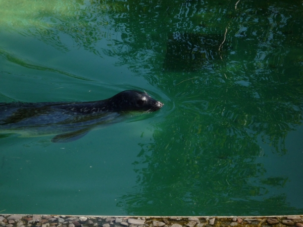 8b Saint-Felicien _wilde zoo  _P1010535