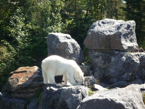 8b Saint-Felicien _wilde zoo  _P1010511