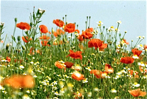 Lente in de Provence