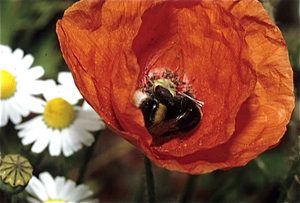 Lente in de Provence