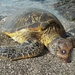 schildpad tekkel