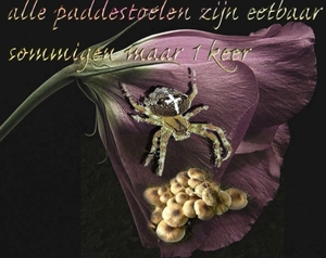 spin paddestoelkopie