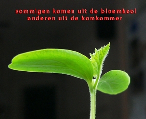 uit komkommerbladkopie